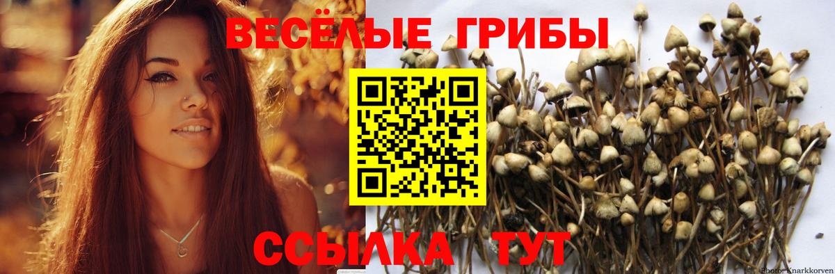 Галлюциногенные грибы MAGIC MUSHROOMS  Вход с VPN  Новокубанск 